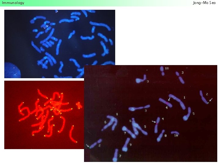 Immunology Jong-Mo Seo 