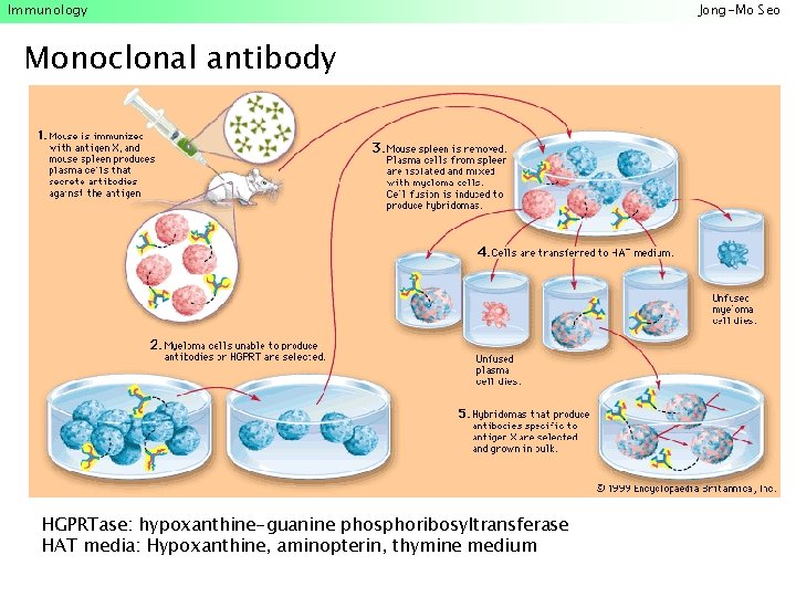 Immunology Monoclonal antibody HGPRTase: hypoxanthine-guanine phosphoribosyltransferase HAT media: Hypoxanthine, aminopterin, thymine medium Jong-Mo Seo