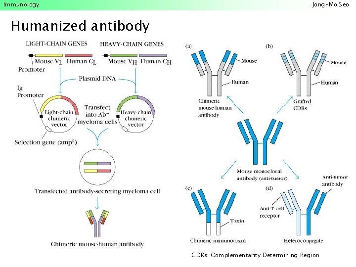 Immunology Jong-Mo Seo Humanized antibody CDRs: Complementarity Determining Region 