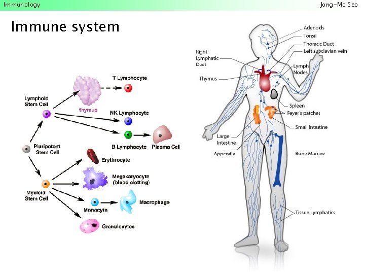 Immunology Immune system Jong-Mo Seo 