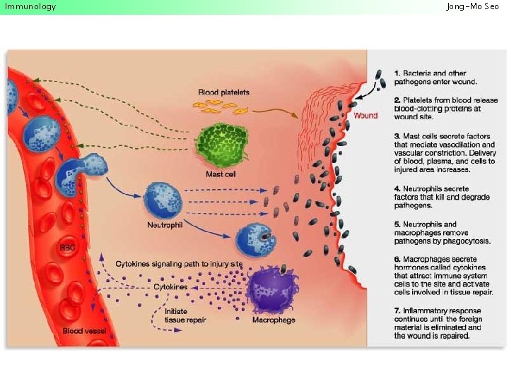 Immunology Jong-Mo Seo 