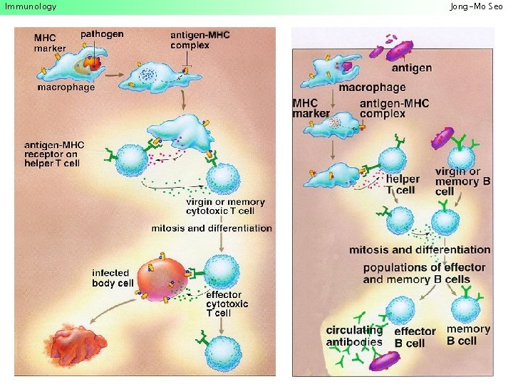 Immunology Jong-Mo Seo 