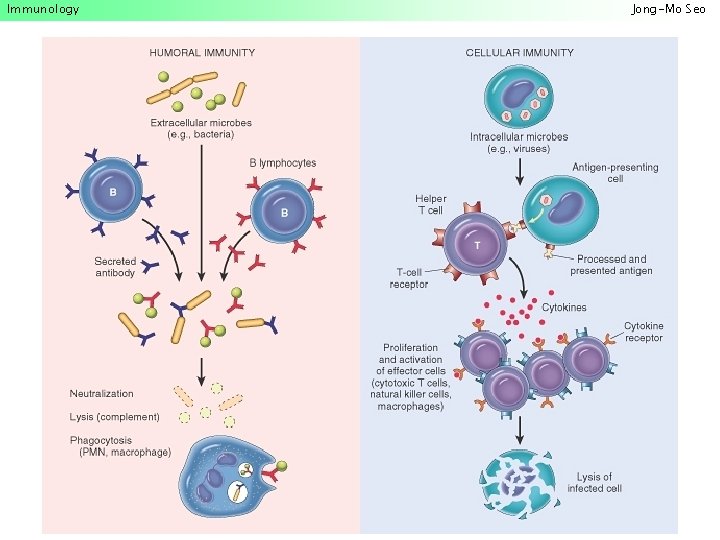 Immunology Jong-Mo Seo 