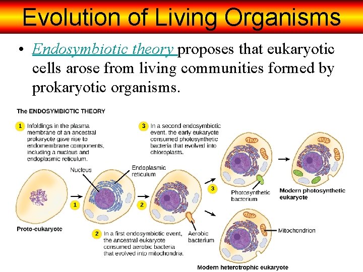 Evolution of Living Organisms • Endosymbiotic theory proposes that eukaryotic cells arose from living