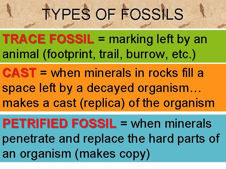 TYPES OF FOSSILS TRACE FOSSIL = marking left by an animal (footprint, trail, burrow,