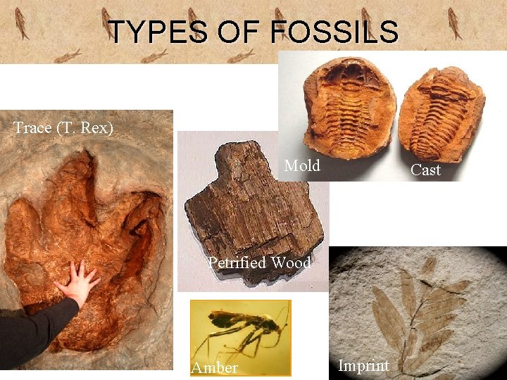 TYPES OF FOSSILS Trace (T. Rex) Mold Cast Petrified Wood Amber Imprint 