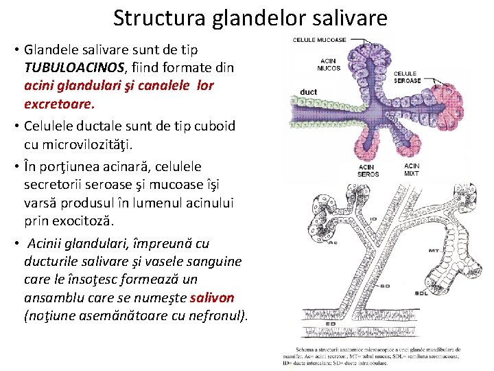 Structura glandelor salivare • Glandele salivare sunt de tip TUBULOACINOS, fiind formate din acini