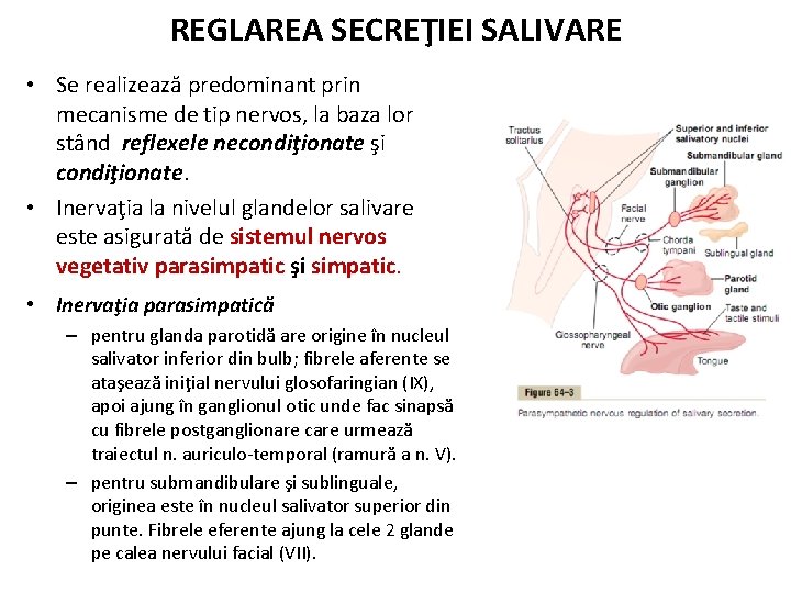 REGLAREA SECREŢIEI SALIVARE • Se realizează predominant prin mecanisme de tip nervos, la baza