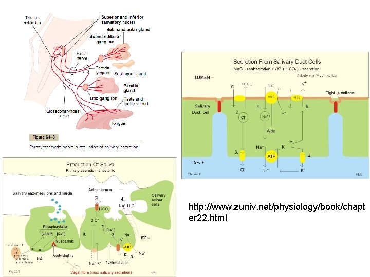 http: //www. zuniv. net/physiology/book/chapt er 22. html 