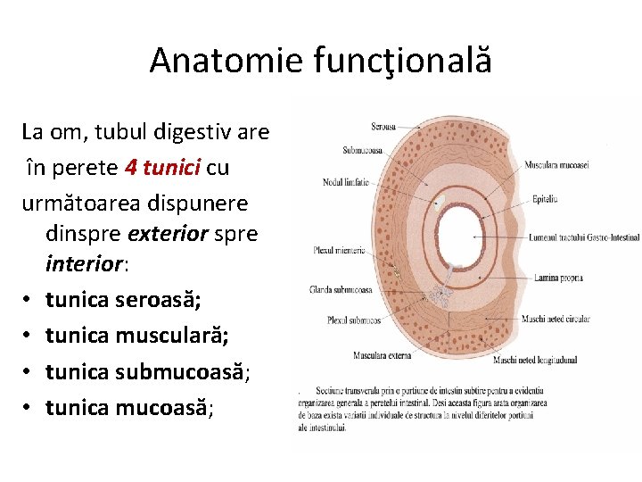 Anatomie funcţională La om, tubul digestiv are în perete 4 tunici cu următoarea dispunere
