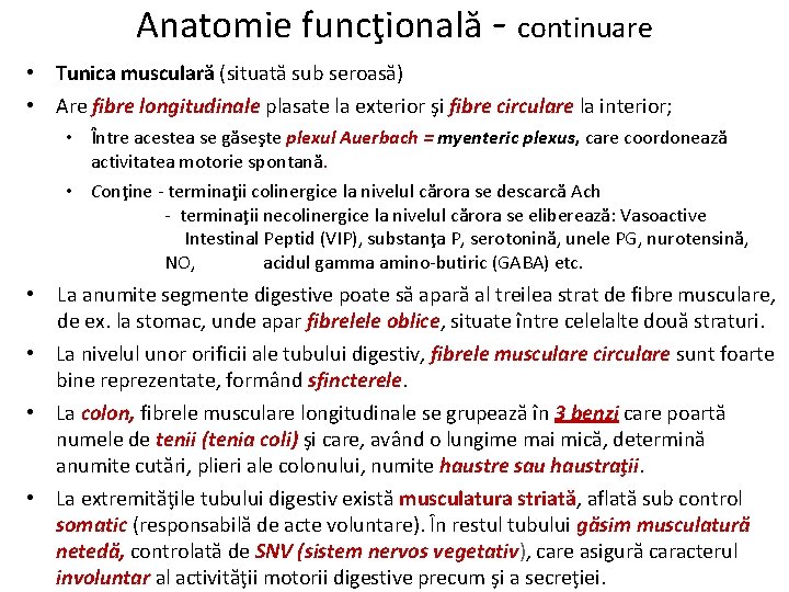 Anatomie funcţională - continuare • Tunica musculară (situată sub seroasă) • Are fibre longitudinale