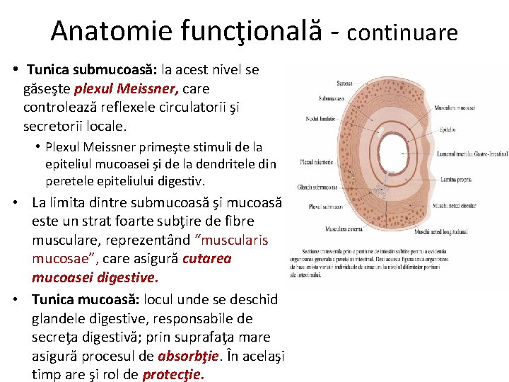 Anatomie funcţională - continuare • Tunica submucoasă: la acest nivel se găseşte plexul Meissner,