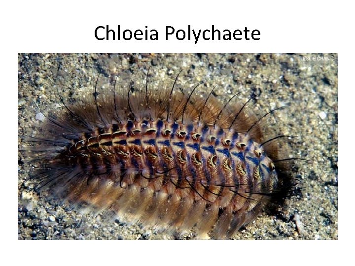 Chloeia Polychaete 