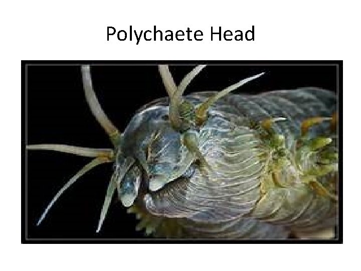 Polychaete Head 
