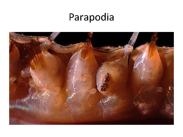 Parapodia 