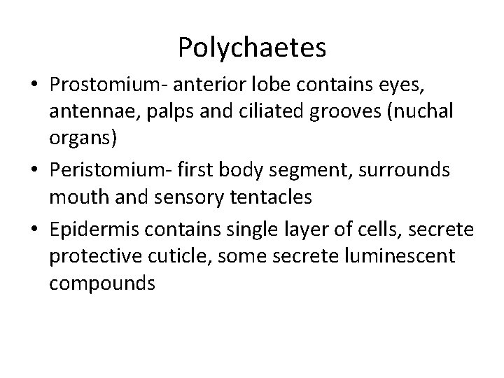 Polychaetes • Prostomium- anterior lobe contains eyes, antennae, palps and ciliated grooves (nuchal organs)