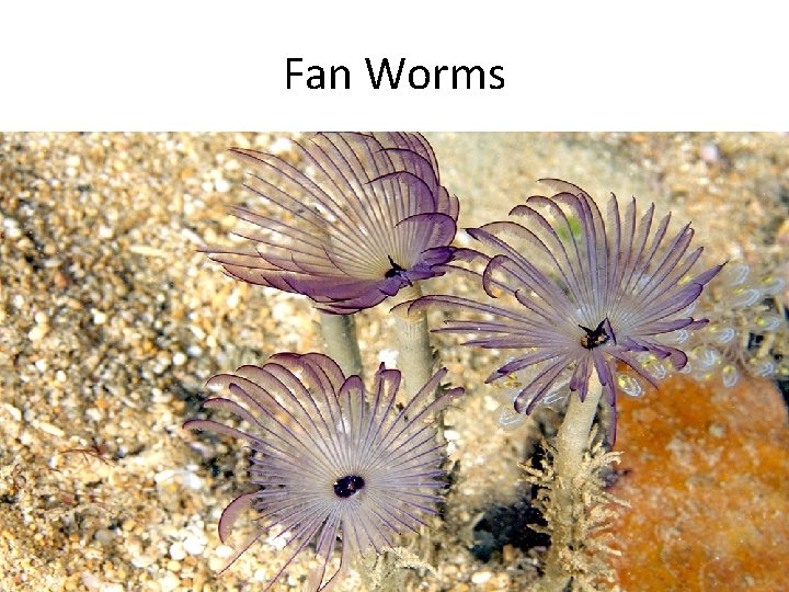 Fan Worms 
