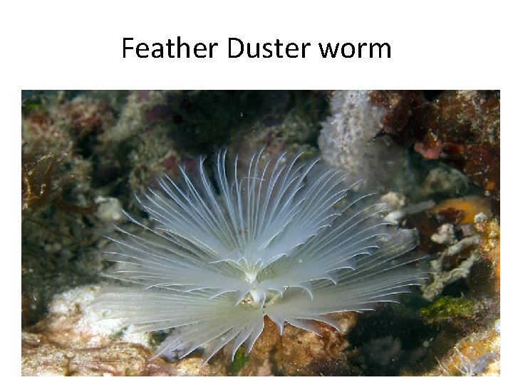 Feather Duster worm 