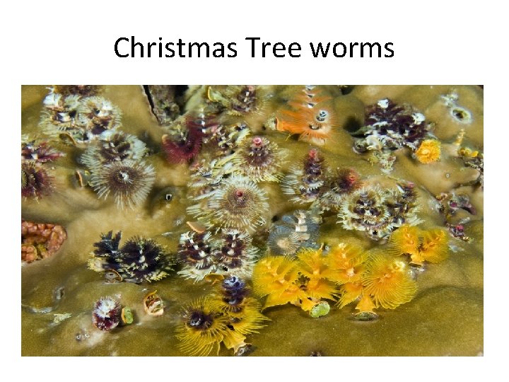 Christmas Tree worms 