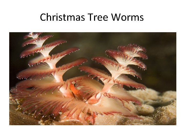 Christmas Tree Worms 