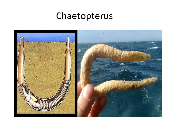 Chaetopterus 