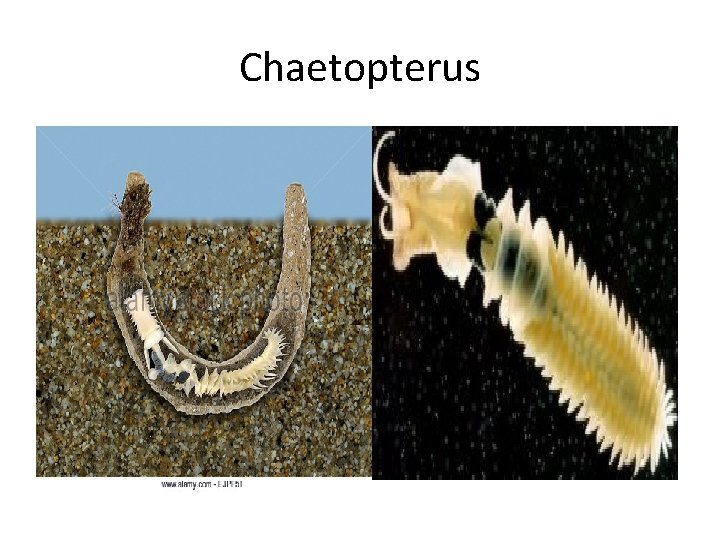 Chaetopterus 