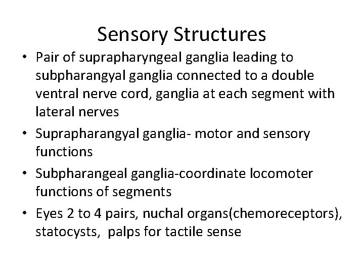 Sensory Structures • Pair of suprapharyngeal ganglia leading to subpharangyal ganglia connected to a