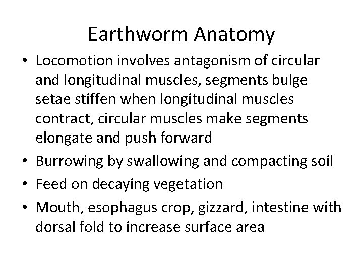 Earthworm Anatomy • Locomotion involves antagonism of circular and longitudinal muscles, segments bulge setae