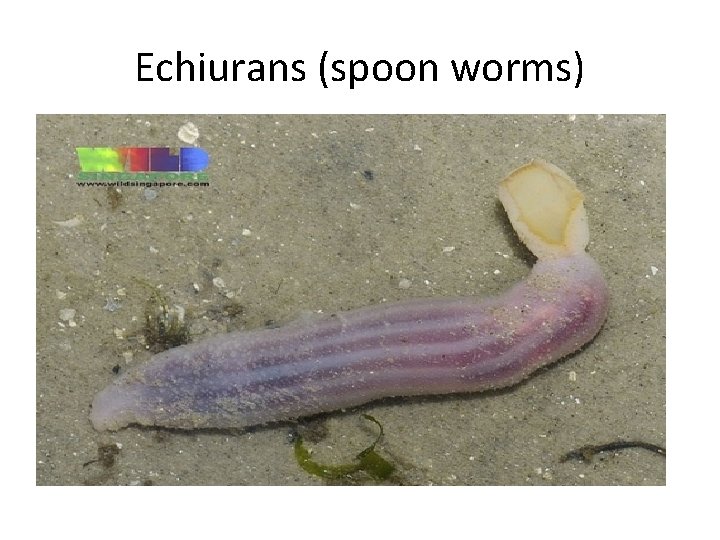 Echiurans (spoon worms) 