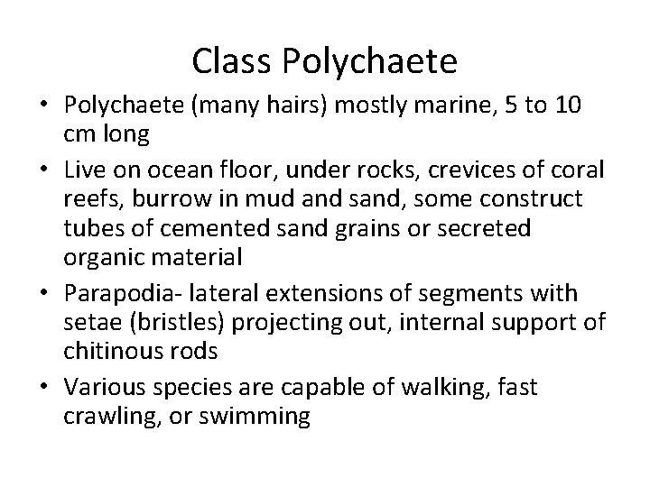 Class Polychaete • Polychaete (many hairs) mostly marine, 5 to 10 cm long •