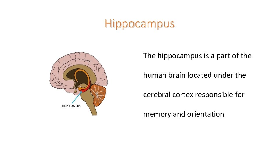 Hippocampus The hippocampus is a part of the human brain located under the cerebral