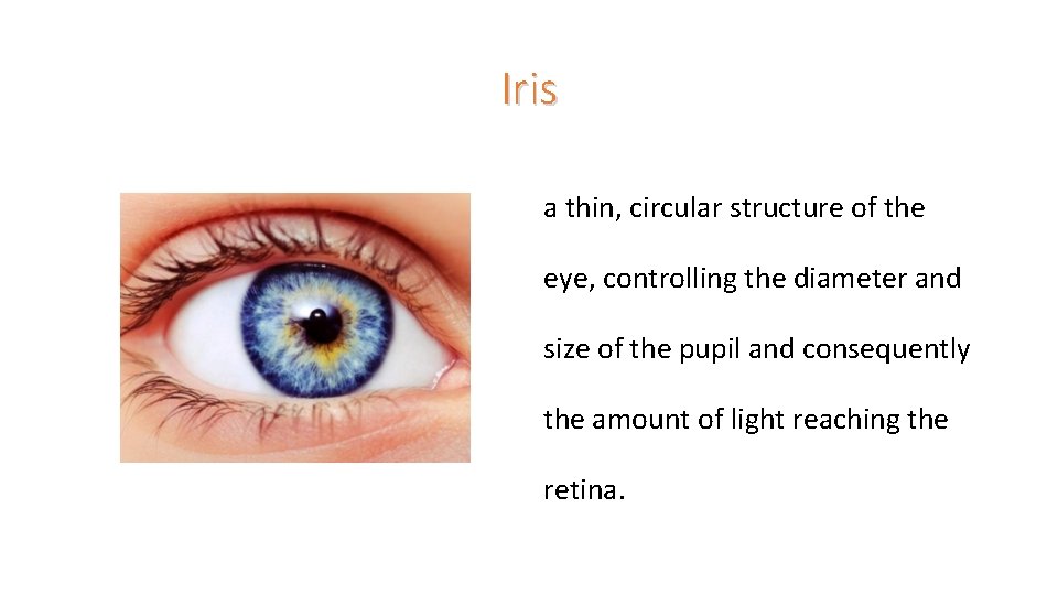 Iris a thin, circular structure of the eye, controlling the diameter and size of