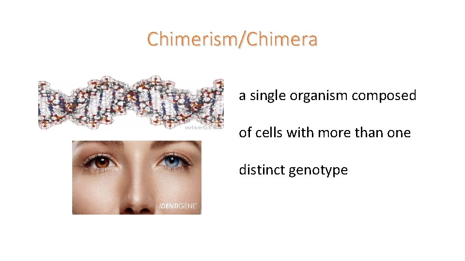 Chimerism/Chimera a single organism composed of cells with more than one distinct genotype 