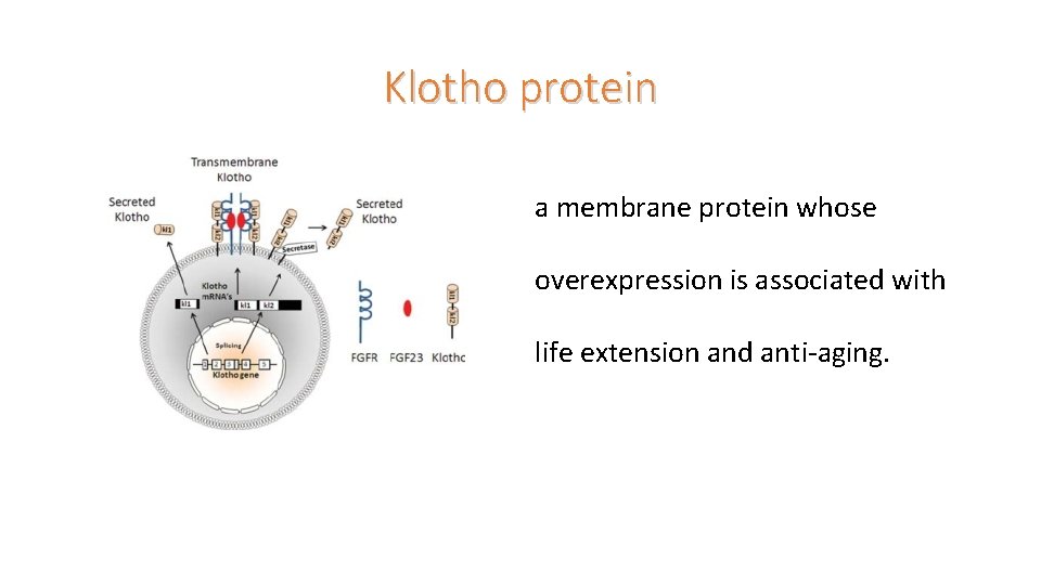 Klotho protein a membrane protein whose overexpression is associated with life extension and anti-aging.