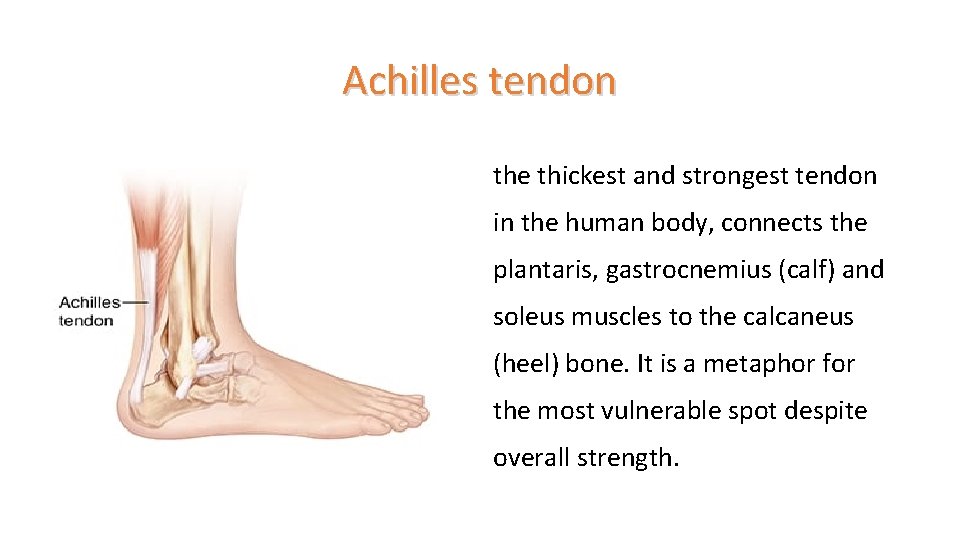 Achilles tendon the thickest and strongest tendon in the human body, connects the plantaris,