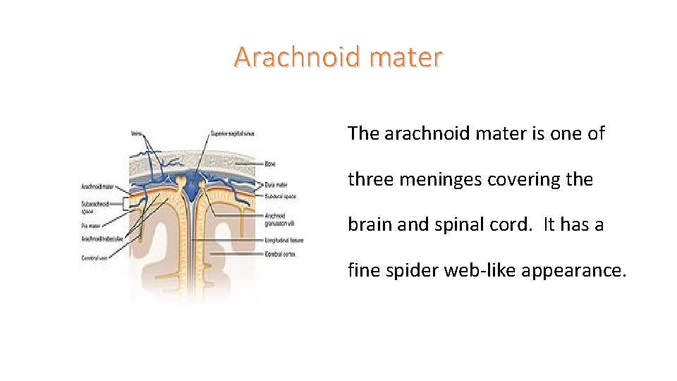 Arachnoid mater The arachnoid mater is one of three meninges covering the brain and
