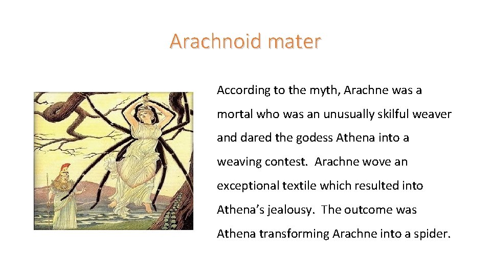 Arachnoid mater According to the myth, Arachne was a mortal who was an unusually