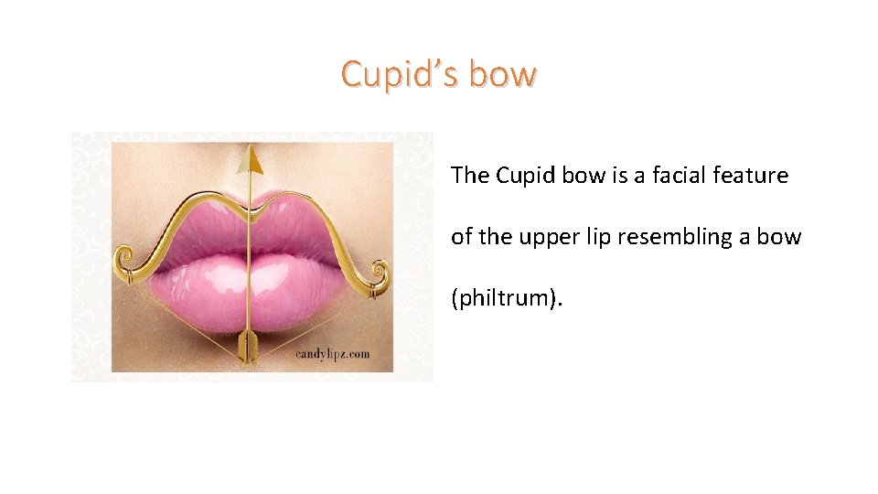 Cupid’s bow The Cupid bow is a facial feature of the upper lip resembling