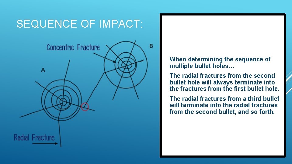 SEQUENCE OF IMPACT: When determining the sequence of multiple bullet holes… The radial fractures