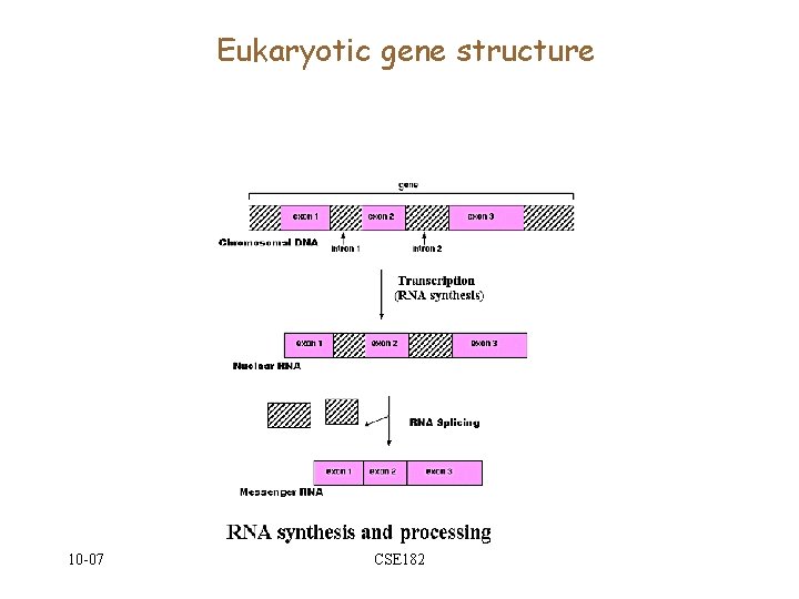 Eukaryotic gene structure 10 -07 CSE 182 