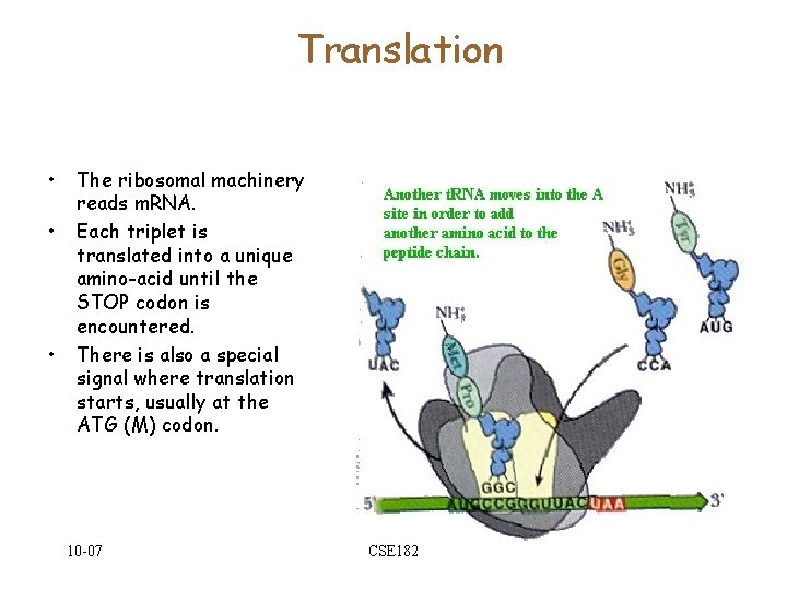 Translation • • • The ribosomal machinery reads m. RNA. Each triplet is translated