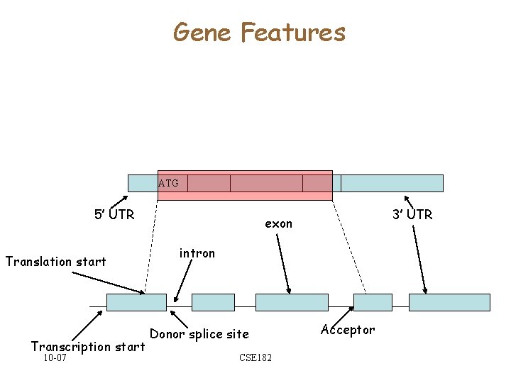 Gene Features ATG 5’ UTR Translation start Transcription start 10 -07 3’ UTR exon