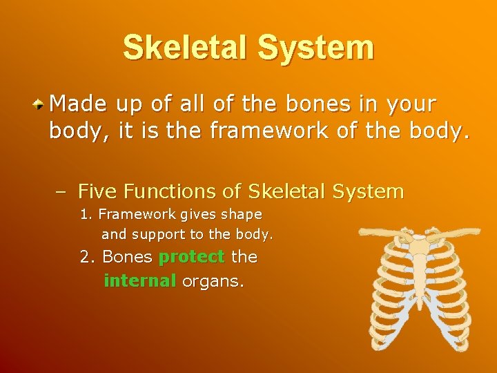 Skeletal System Made up of all of the bones in your body, it is