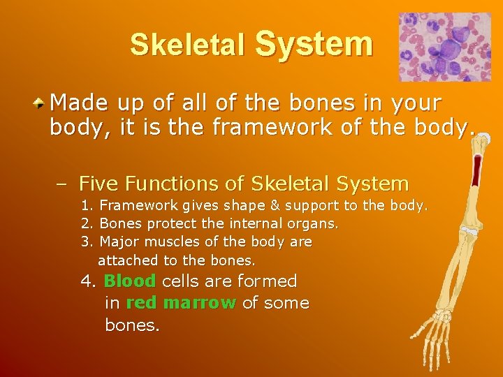 Skeletal System Made up of all of the bones in your body, it is