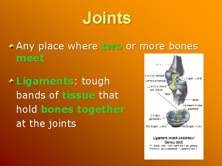 Joints Any place where two or more bones meet Ligaments: tough bands of tissue