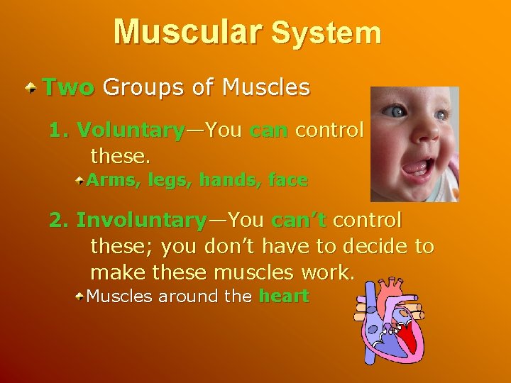 Muscular System Two Groups of Muscles 1. Voluntary—You can control these. Arms, legs, hands,