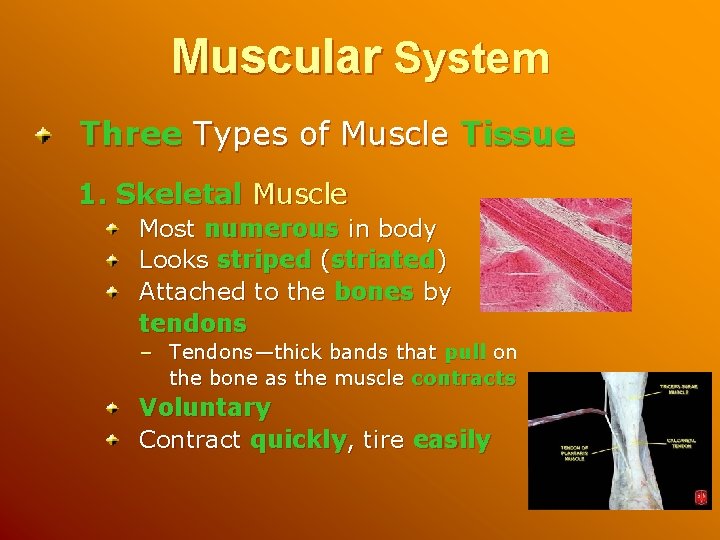 Muscular System Three Types of Muscle Tissue 1. Skeletal Muscle Most numerous in body