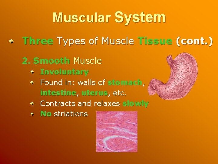 Muscular System Three Types of Muscle Tissue (cont. ) 2. Smooth Muscle Involuntary Found