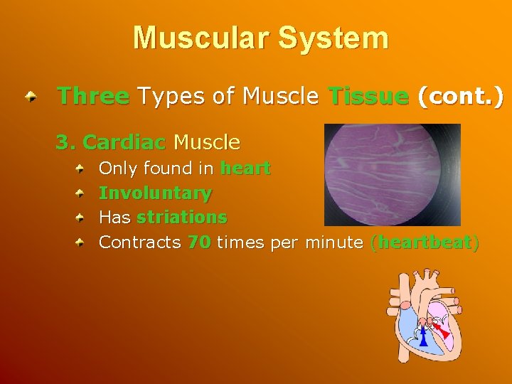 Muscular System Three Types of Muscle Tissue (cont. ) 3. Cardiac Muscle Only found