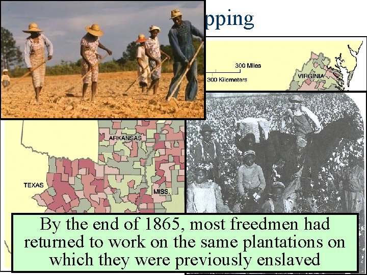 Sharecropping By the end of 1865, most freedmen had returned to work on the